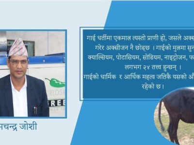 सर्वगुण सम्पन्न अछामको पहिचान नौमुठे गाई