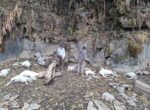 अछाममा  चट्याङ लागेर किसानका १३ वटा भेडा मरे