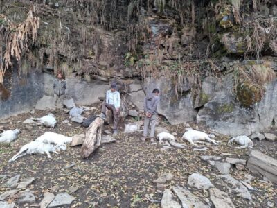अछाममा  चट्याङ लागेर किसानका १३ वटा भेडा मरे