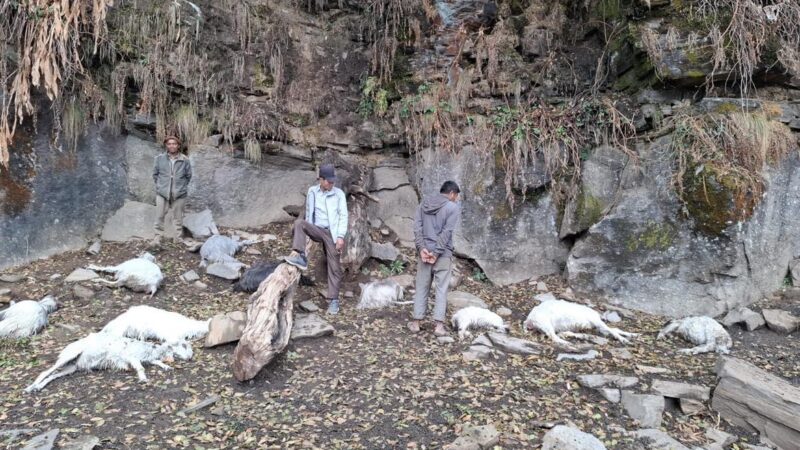 अछाममा  चट्याङ लागेर किसानका १३ वटा भेडा मरे